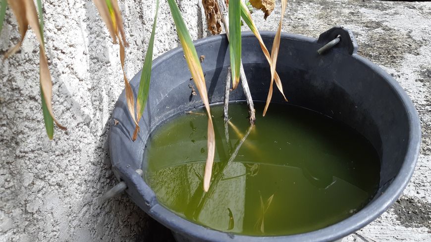 Comment lutter contre les moustiques tigres ? 6 Eau stagnante