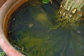 Eaux stagnantes moustique